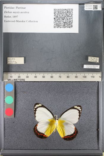 Media type: image;   Entomology 139989